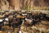Koz a ovcí je v mongolsku asi 20x víc než lidí.