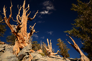 Bristlecone pine na White mountains